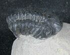 Lot - Reedops Trilobite Fossils #39228-1